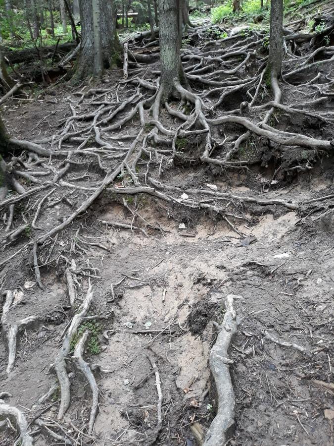 Pensiunea Piatra Graitoare Vartop Exterior foto